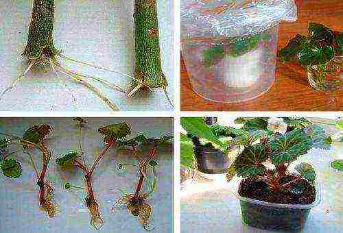 begonia sapat na tuberous na pagtatanim at pangangalaga sa bukas na bukid