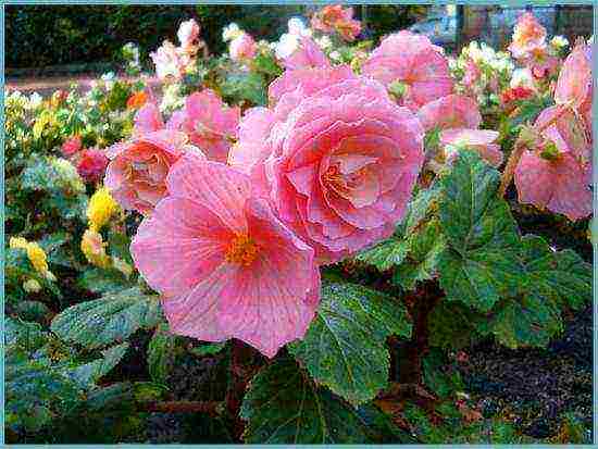begonia ever-flowering garden planting and outdoor care