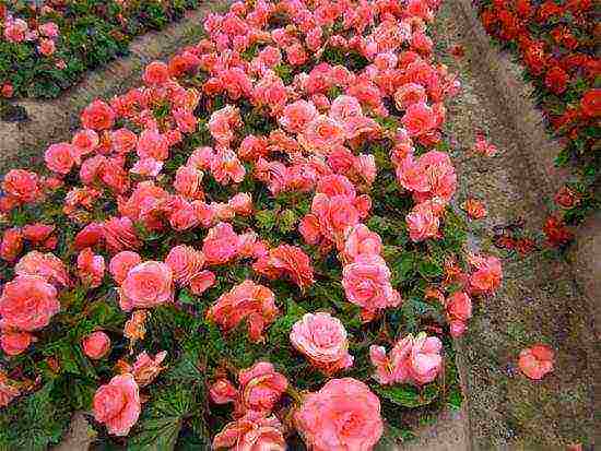 begonia ever-flowering garden planting and outdoor care
