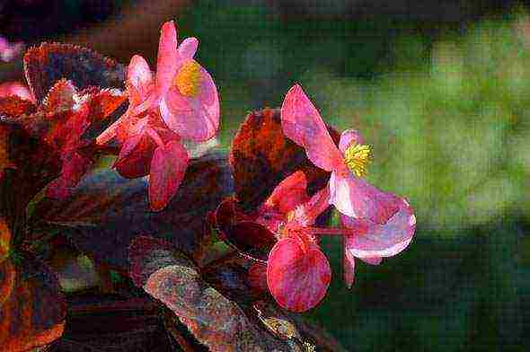 begonia na namumulaklak na hardin na pagtatanim at pangangalaga sa labas