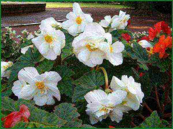 begonia ever-flowering garden planting and outdoor care