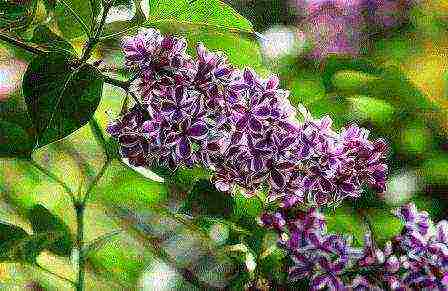 white lilac best varieties