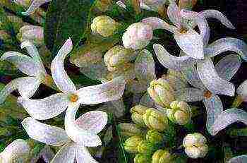 white lilac best varieties