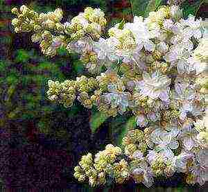 white lilac best varieties