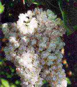 white lilac best varieties