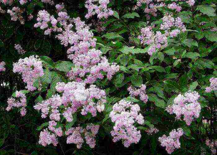 white lilac best varieties