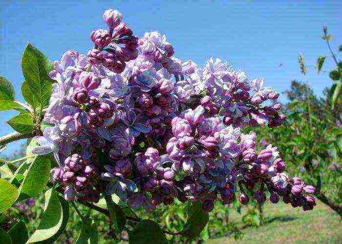 white lilac best varieties