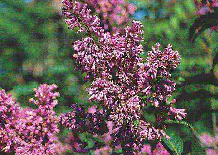 white lilac best varieties