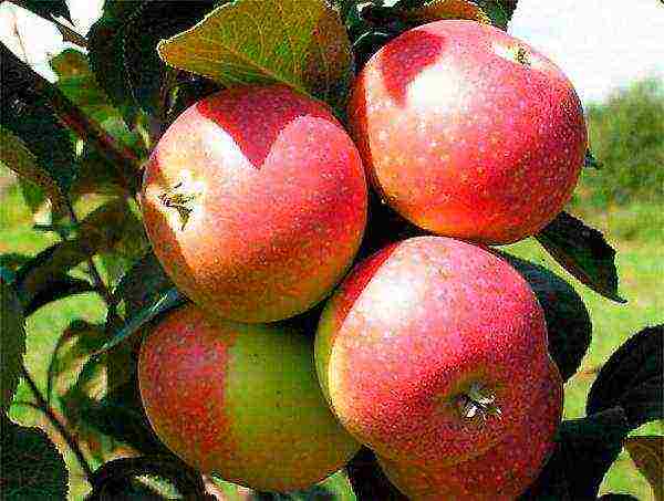 Belarusian best varieties of apple trees