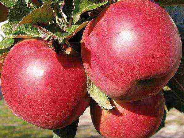 Belarusian best varieties of apple trees