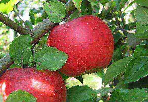 Belarusian best varieties of apple trees