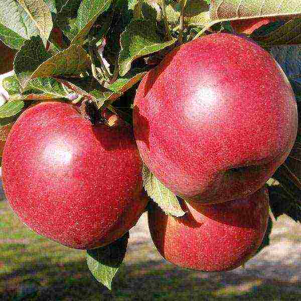 Belarusian best varieties of apple trees