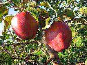 Belarusian best varieties of apple trees