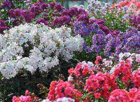 white phlox best varieties