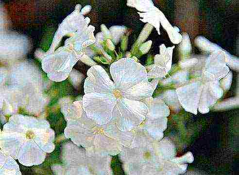 white phlox best varieties