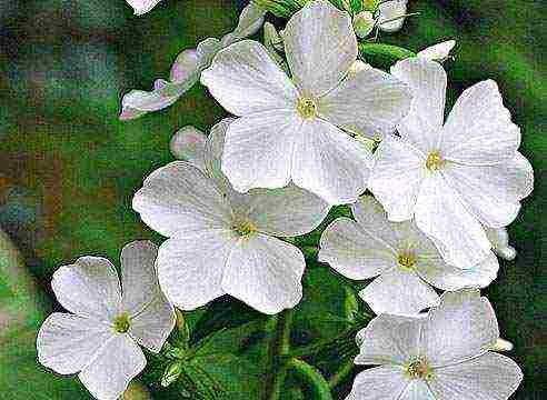 white phlox best varieties