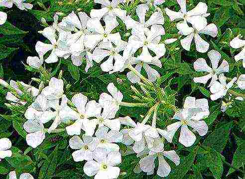 white phlox best varieties