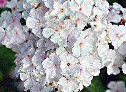 white phlox best varieties