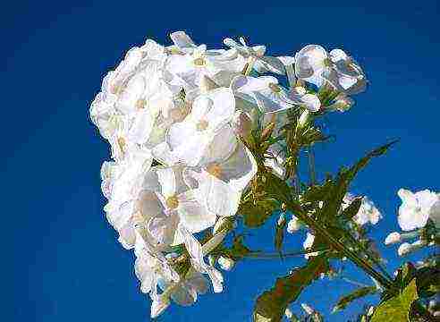 white phlox best varieties