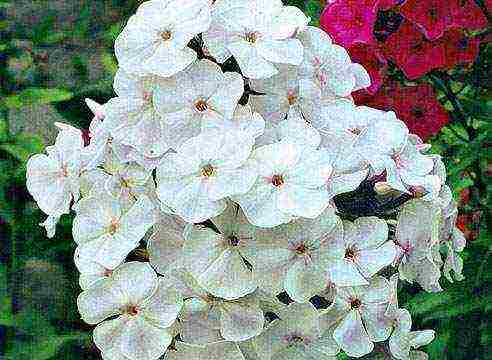 white phlox best varieties