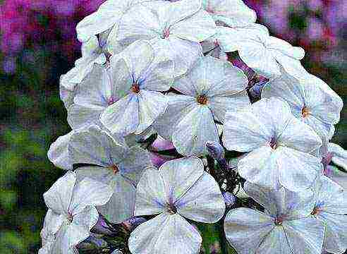 white phlox best varieties