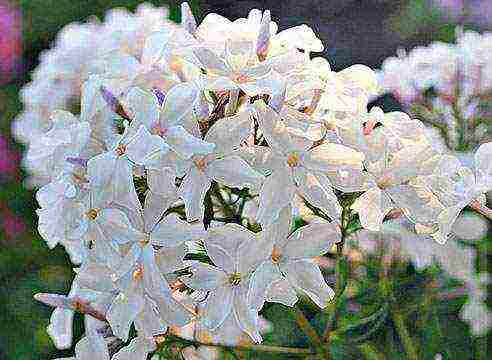 white phlox best varieties