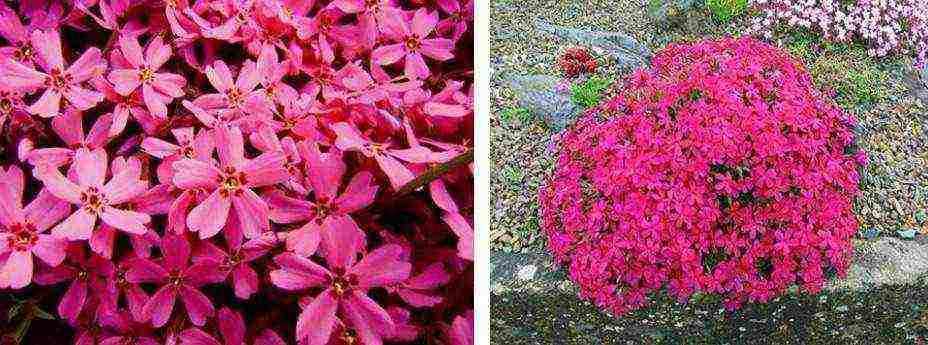 white phlox best varieties