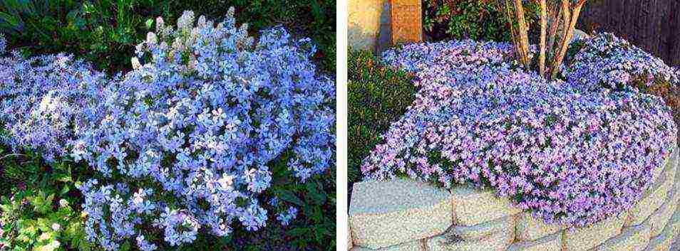 white phlox best varieties