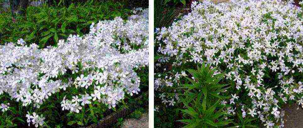 white phlox best varieties