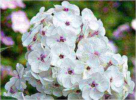 white phlox best varieties