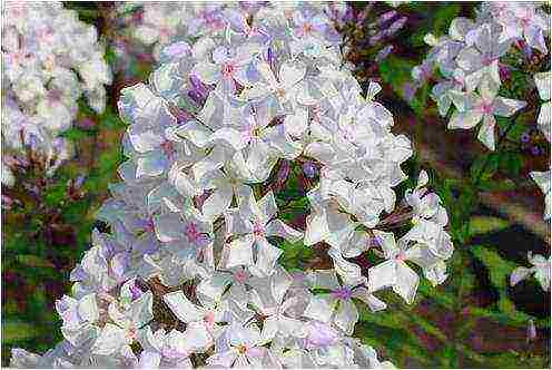 white phlox best varieties