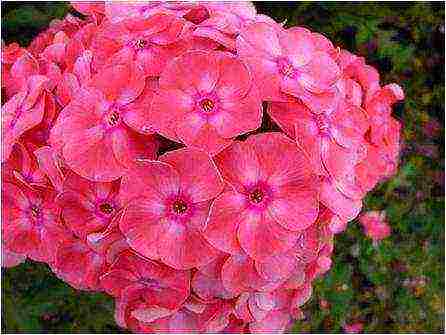 white phlox best varieties