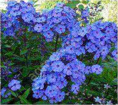 white phlox best varieties