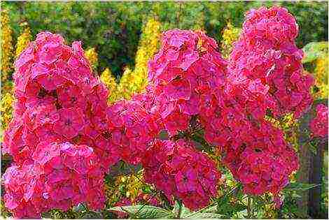 white phlox best varieties