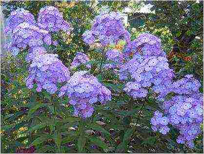 white phlox best varieties