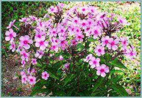 white phlox best varieties