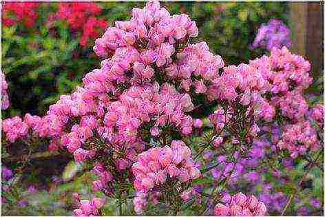 white phlox best varieties