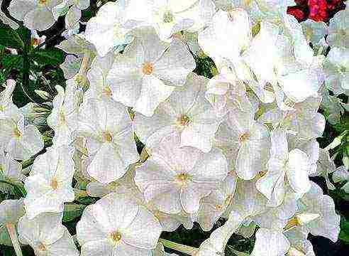 white phlox best varieties