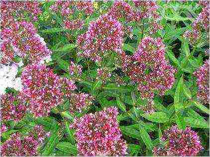 white phlox best varieties