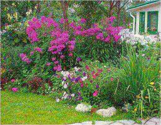 white phlox best varieties