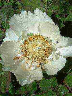 white peonies the best varieties