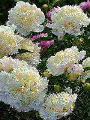 white peonies the best varieties