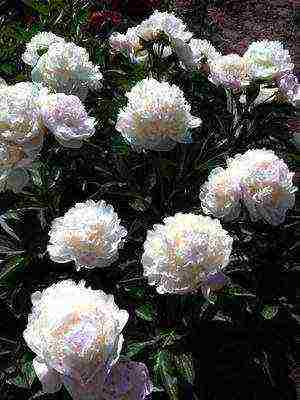 white peonies the best varieties