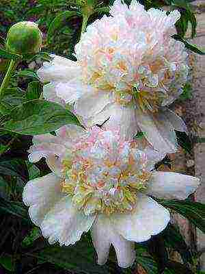 white peonies the best varieties