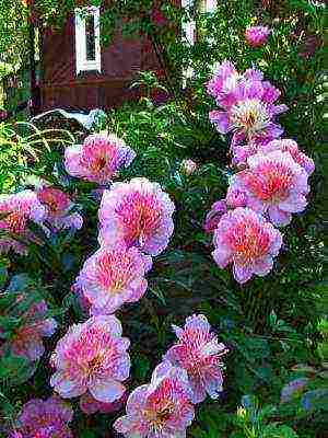 white peonies the best varieties