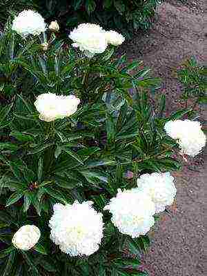 white peonies the best varieties