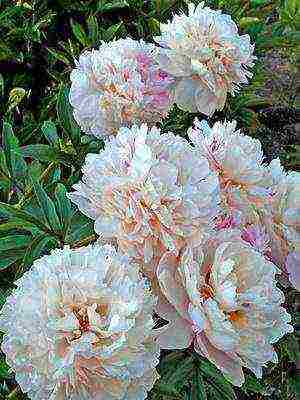 white peonies the best varieties