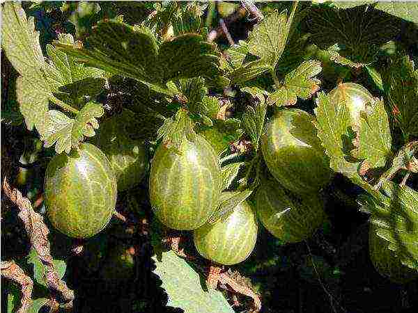 best varieties of gooseberries