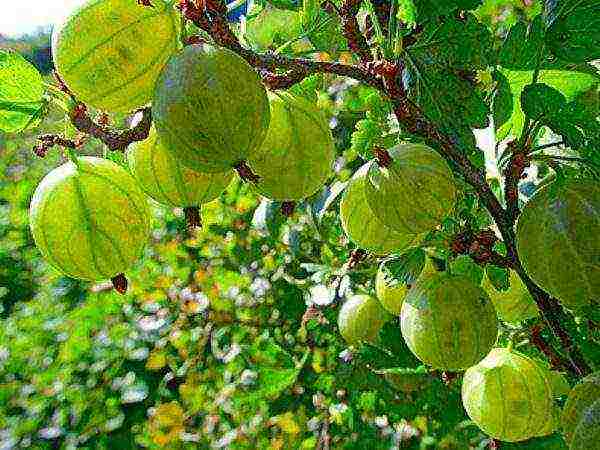 best varieties of gooseberries