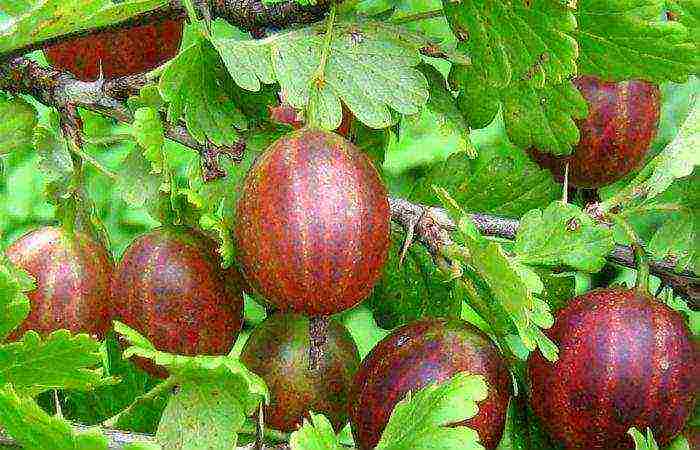 best varieties of gooseberries